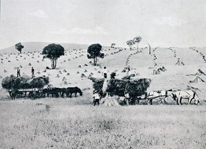 Récolte, Nouvelle-Galles du Sud, vers 1900, de 