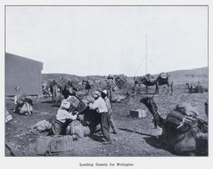Chargement de chameaux pour Nullagine - Photographer Australian