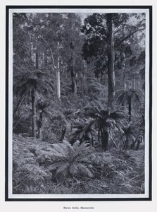 Nyora Gully, Healesville - Photographer Australian
