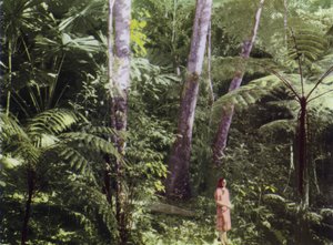 Queensland, Australie : Jungle tropicale (photo) - Photographer Australian
