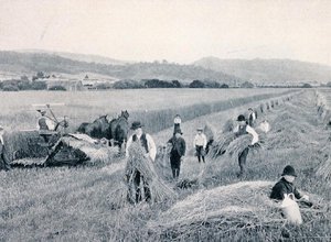 Moisson de blé, Tasmanie, vers 1900, de 