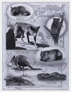Quelques animaux australiens
