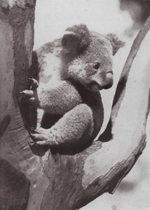 Le koala unique ou ours natif - Photographer Australian