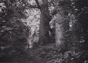 Géants de la forêt, Stanley Park, Vancouver - Photographer Canadian