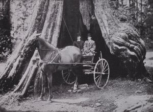 Le Grand Arbre, Stanley Park, Vancouver - Photographer Canadian