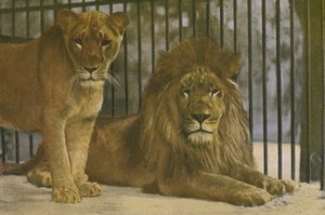 Zoo de Cologne, lions - Photographer German