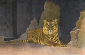 Zoo de Cologne, Tigre - Photographer German