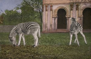 Zoo de Cologne, zèbres - Photographer German