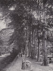Dans le Tiergarten, Un chemin ombragé - Photographer German