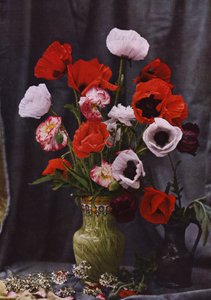 Vase de coquelicots