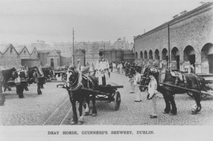 Cheval de trait, Brasserie Guinness, Dublin, Irlande