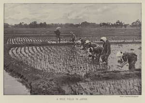 Champ de riz au Japon