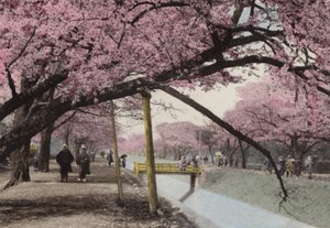 Japon, c.1912 : Cerisiers en fleurs à Koganei, près de Tokyo - Photographer Japanese