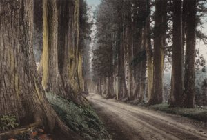 Japon, c.1912 : Route des Cryptomerias, Nikko