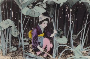 Japon, vers 1912 : Enorme Rhubarbe des marais, plante sauvage, Akita (photo)
