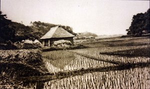 Rizières au Japon