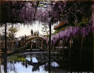Glycine dans un jardin à Kameido, vers 1900