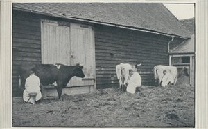 Traite des vaches, 1910 - Pictorial Agency