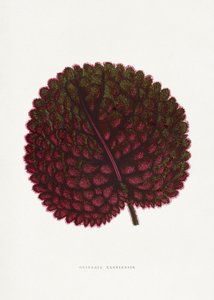  - PictufyLes Plantes a Feuillage Colore