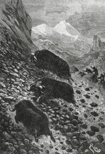 Bœufs musqués, gravure sur bois par Édouard Riou (1833-1900) - Blaise Nicolas Le Sueur