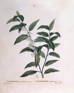 Andromède acuminée, planche botanique par Pierre Joseph Redouté