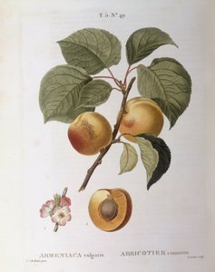 Abricot (Armeniaca vulgaris ou Prunus armeniaca), planche botanique de Henry Louis Duhamel du Monceau par Pierre Joseph Redouté