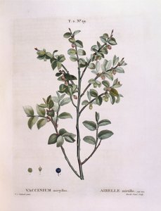 Myrtille (Vaccinium myrtillus), planche botanique par Pierre Joseph Redouté - Pierre Joseph Redouté
