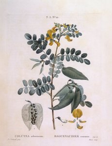 Séné en arbre (Colutea arborescence), planche botanique par Pierre Joseph Redouté - Pierre Joseph Redouté