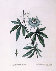 Passiflore bleue (Passiflora caerulea), planche botanique par Pierre Joseph Redouté - Pierre Joseph Redouté