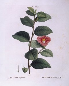 Camélia (Camellia japonica), planche botanique par Pierre Joseph Redouté - Pierre Joseph Redouté