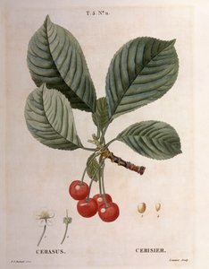 Cerisier (Cerasus), Henry Louis Duhamel du Monceau, planche botanique par Pierre Joseph Redouté