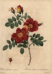 Rose cuivre, Rosa eglanteria - Pierre Joseph Redouté