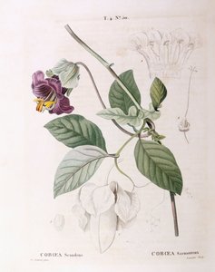 Liane coupe et soucoupe (Cobaea scandens), planche botanique par Pierre Joseph Redouté