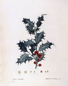 Houx européen (Ilex aquifolium), Henry Louis Duhamel du Monceau, planche botanique par Pierre Joseph Redouté