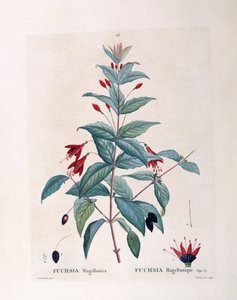 Fuchsia (Fuchsia magellanica), planche botanique par Pierre Joseph Redouté - Pierre Joseph Redouté