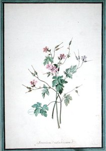 Géranium Robertianum