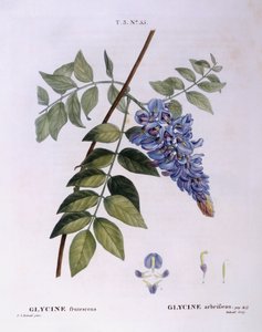 Glycine (Glycine frutescens), Henry Louis Duhamel du Monceau, planche botanique par Pierre Joseph Redouté
