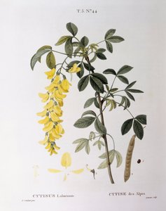 Cytise (Cytisus laburnum), planche botanique par Pierre Joseph Redouté - Pierre Joseph Redouté