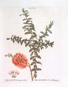 Arbuste de colline (Melaleuca hypericifolia), planche botanique par Pierre Joseph Redouté - Pierre Joseph Redouté