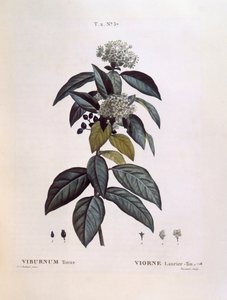 Laurier-tin (Viburnum tinus), planche botanique par Pierre Joseph Redouté - Pierre Joseph Redouté