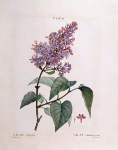 Lilas (Syringa vulgaris), planche botanique de Henry Louis Duhamel du Monceau par Pierre Joseph Redouté - Pierre Joseph Redouté