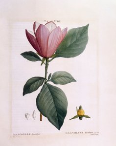 Magnolia (Magnolia discolour), planche botanique de Henry Louis Duhamel du Monceau par Pierre Joseph Redouté - Pierre Joseph Redouté