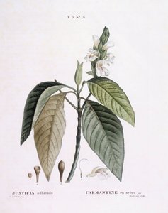 Adhatoda vasica, planche botanique par Pierre Joseph Redouté - Pierre Joseph Redouté