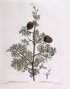 Cyprès méditerranéen (Cupressus sempervirens), planche botanique par Pierre Joseph Redouté - Pierre Joseph Redouté
