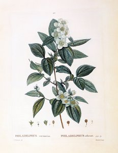Seringat (Philadelphus coronarius), planche botanique par Pierre Joseph Redouté - Pierre Joseph Redouté