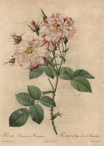Rose de Damas rose et blanche, Rosa damascena - Pierre Joseph Redouté