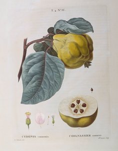 Coing (Cydonia communis), planche botanique par Pierre Joseph Redouté - Pierre Joseph Redouté