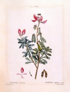 Bugrane (Ononis fruticosa), planche botanique de Henry Louis Duhamel du Monceau par Pierre Joseph Redouté - Pierre Joseph Redouté