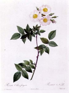 Rosa Collina fastigiata - Pierre Joseph Redouté