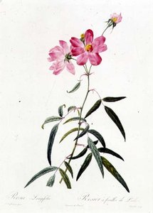 Rosa Longifolia - Pierre Joseph Redouté
